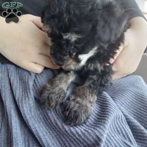 Frisky, Miniature Poodle Puppy