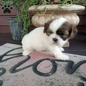 Toby, Shih Tzu Puppy