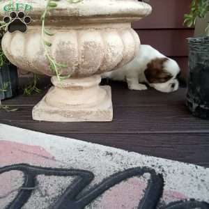 Toby, Shih Tzu Puppy