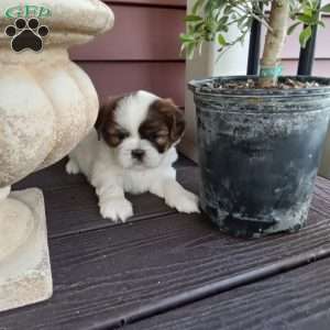 Toby, Shih Tzu Puppy