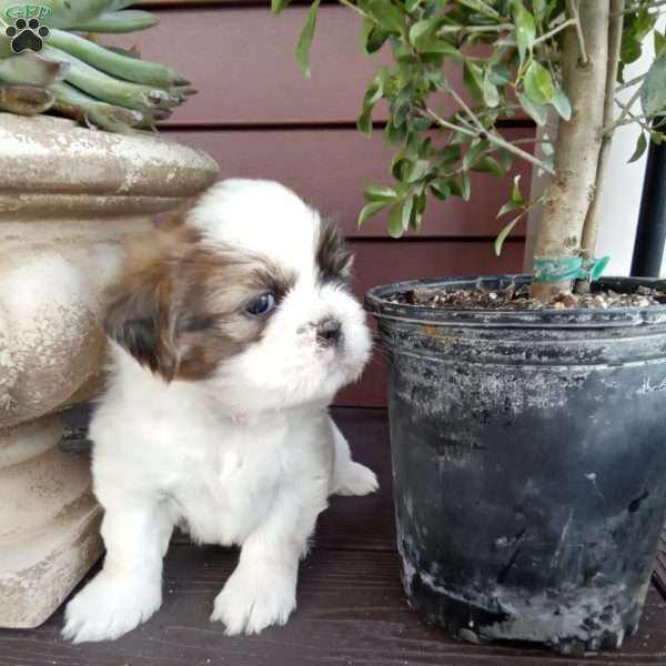 Toby, Shih Tzu Puppy