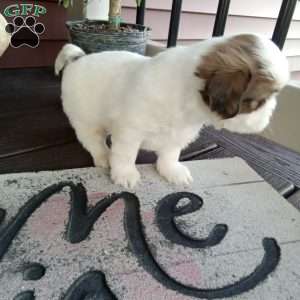 Toby, Shih Tzu Puppy