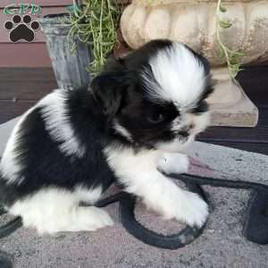 Ollie, Shih Tzu Puppy