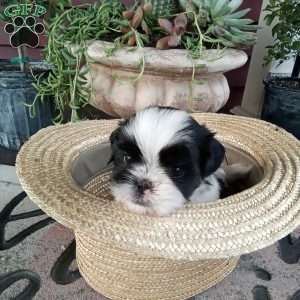 Ollie, Shih Tzu Puppy
