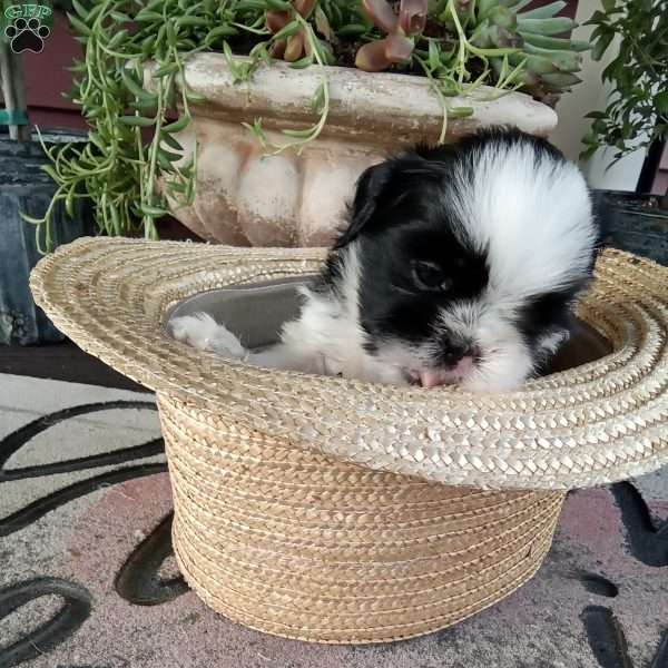 Ollie, Shih Tzu Puppy