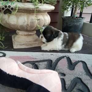 Gracie, Shih Tzu Puppy