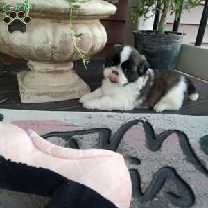 Gracie, Shih Tzu Puppy