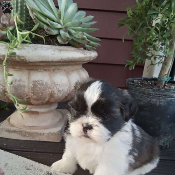 Gracie, Shih Tzu Puppy