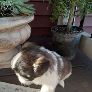 Gracie, Shih Tzu Puppy