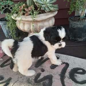 Tony, Shih Tzu Puppy
