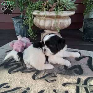 Tony, Shih Tzu Puppy