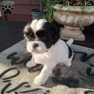 Tony, Shih Tzu Puppy