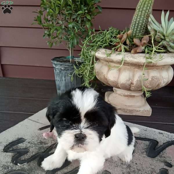 Tony, Shih Tzu Puppy