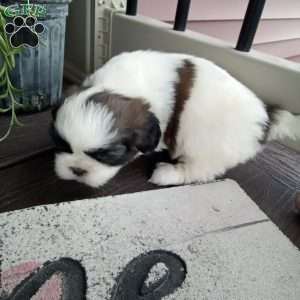 Rosie, Shih Tzu Puppy
