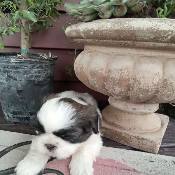 Rosie, Shih Tzu Puppy