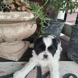 Zoey, Shih Tzu Puppy