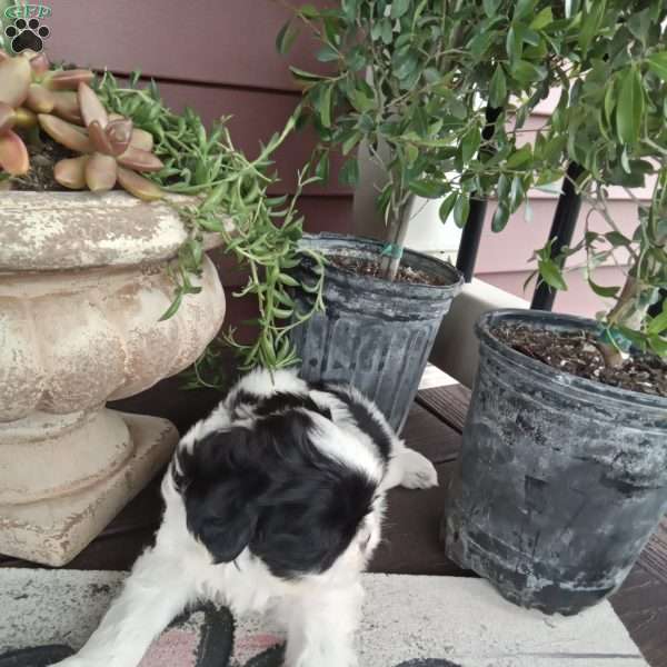 Zoey, Shih Tzu Puppy