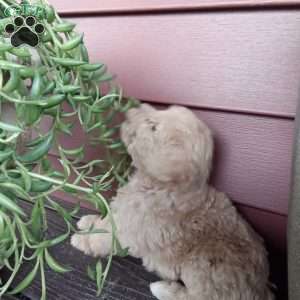 Biscuit, Miniature Poodle Puppy