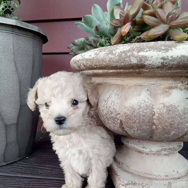 Biscuit, Miniature Poodle Puppy