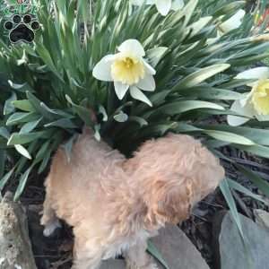 Peanut, Miniature Poodle Puppy