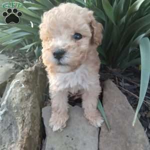 Peanut, Miniature Poodle Puppy