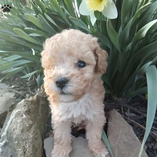 Peanut, Miniature Poodle Puppy