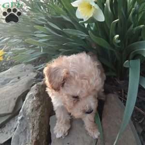Peanut, Miniature Poodle Puppy