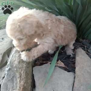 Peanut, Miniature Poodle Puppy