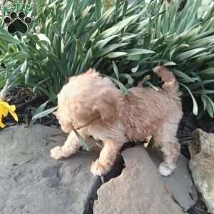 Peanut, Miniature Poodle Puppy