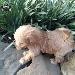 Peanut, Miniature Poodle Puppy