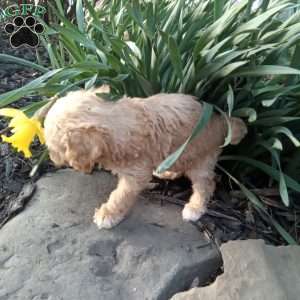 Peanut, Miniature Poodle Puppy