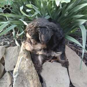 Frisky, Miniature Poodle Puppy