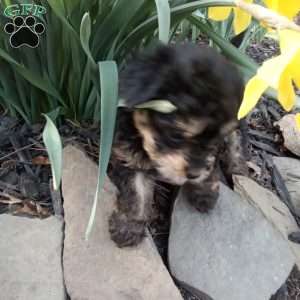 Frisky, Miniature Poodle Puppy