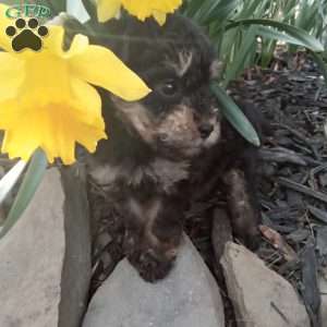 Frisky, Miniature Poodle Puppy