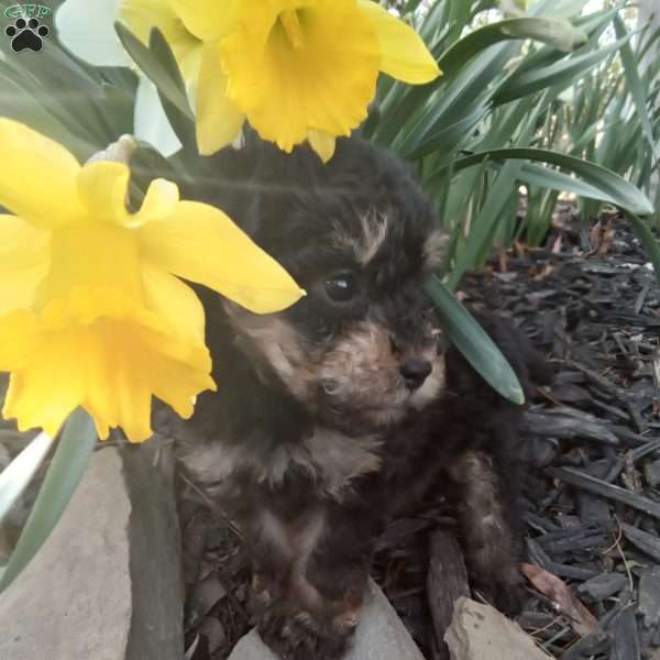 Frisky, Miniature Poodle Puppy