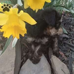 Frisky, Miniature Poodle Puppy