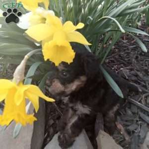 Frisky, Miniature Poodle Puppy