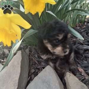 Frisky, Miniature Poodle Puppy