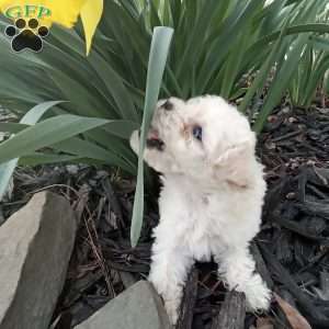 Honey, Miniature Poodle Puppy