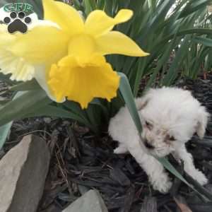 Honey, Miniature Poodle Puppy