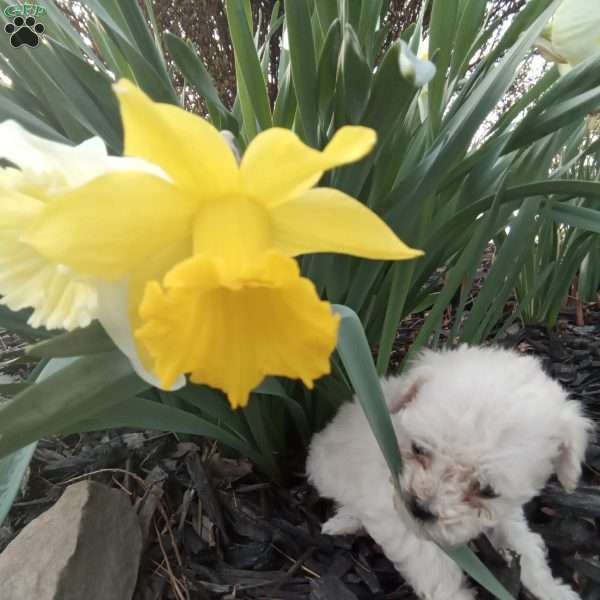 Honey, Miniature Poodle Puppy