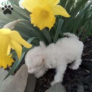 Honey, Miniature Poodle Puppy