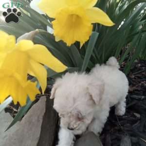 Honey, Miniature Poodle Puppy