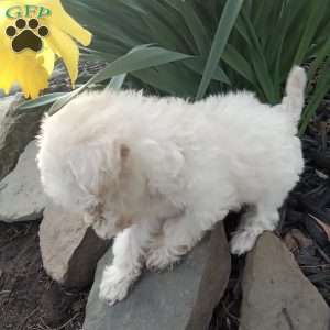 Honey, Miniature Poodle Puppy