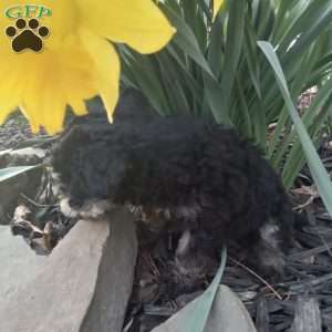 Franklin, Miniature Poodle Puppy