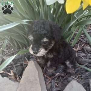Franklin, Miniature Poodle Puppy