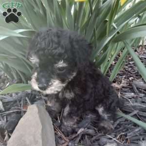 Franklin, Miniature Poodle Puppy