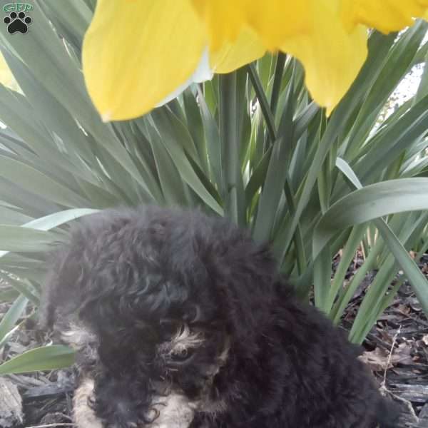 Franklin, Miniature Poodle Puppy