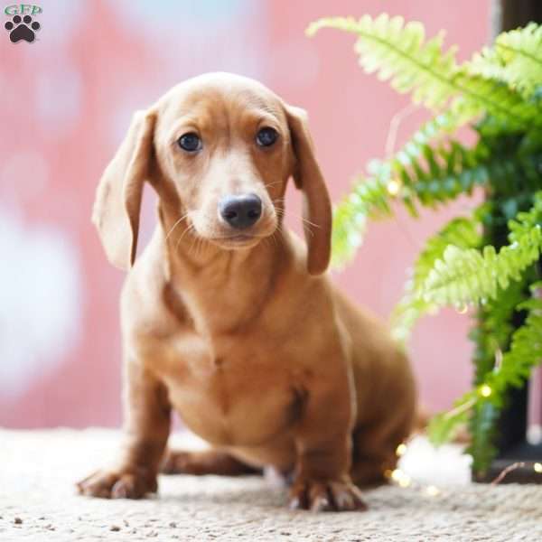Sailor, Dachshund Puppy
