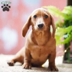 Sailor, Dachshund Puppy